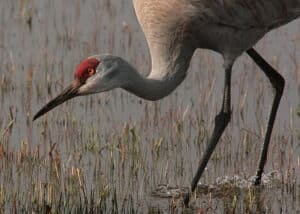 Best Places for Birding in Green Bay in 2019