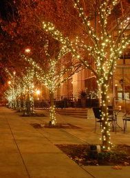 Holiday tree lights
