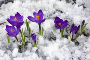 Spring flowers blooming through the snow
