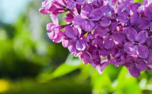 Spring Blooms at the Green Bay Botanical Garden