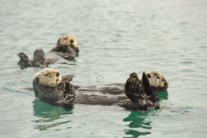 things to do in Green Bay visit the cute otters at the Bay Beach Wildlife Sanctuary