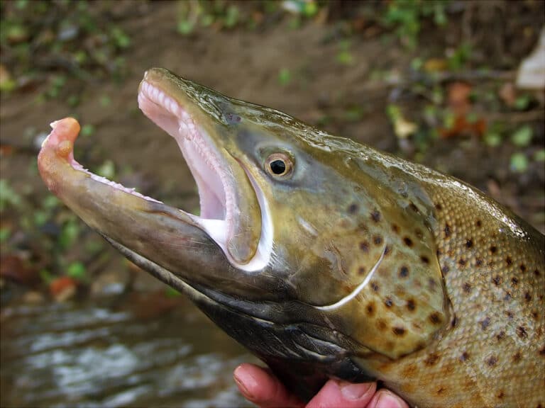 Fishing Season in Green Bay in 2019